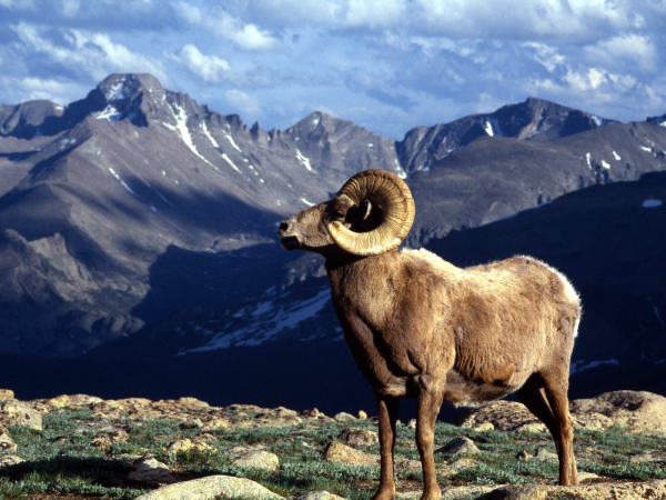 big-horn-ram-rocky-mountain-national-park-colorado-resized-600.jpg