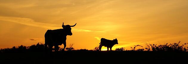 Texas-sky-longhorns-at-sunset