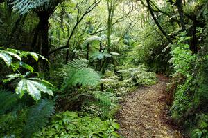 forest-path-new-zealand
