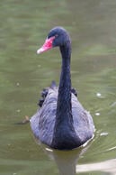 black-swan-australia