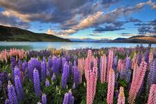new zealand flowers and lake 123rf