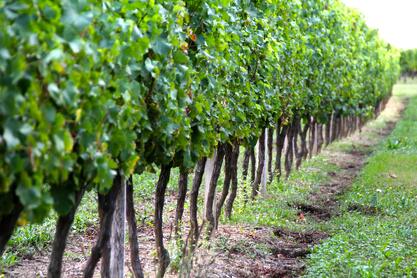 australia wine and grapes 123rf