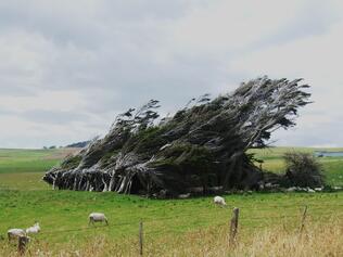 new zealand windswept trees 123rf