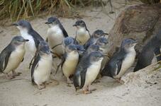 australia tiny little penguins 123rf