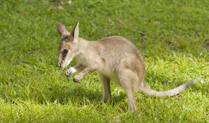 australia baby kangaroo 123rf
