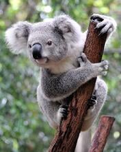 australia koala 123rf