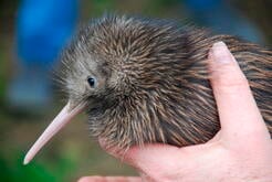 baby-kiwi-bird-new-zealand