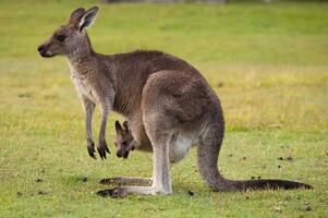 australia kangaroo and baby 123rf