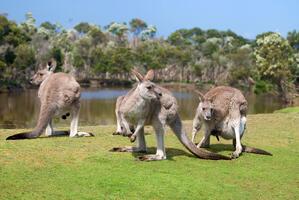 australia kangaroos by lake 123rf