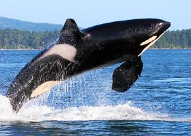 killer-whale-breaching-in-alaska