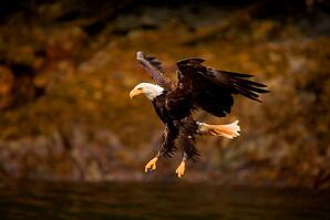 a-bald-eagle-swoops-in-alaska