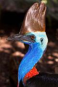 cassowary-bird-australia