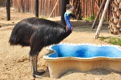 cassowary-bird-pool-australia