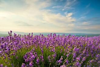 lavender-field-new-york