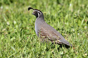 quail-in-grass-united-states