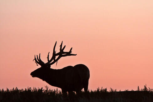 elk-sunset-united-states