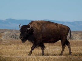 bison-plains-america
