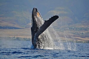 whale-jumping-united-states