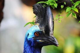 cassowary-head-closeup-australia