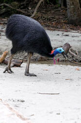 cassowary-bird-walking-australia