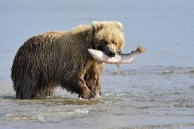 bear-with-fish-alaska-usa