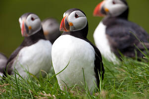 group-of-puffins-canada