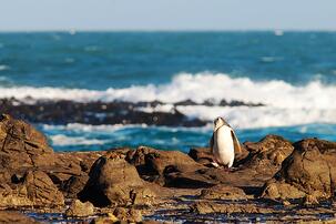 yellow-eyed-penguin-in-new-zealand