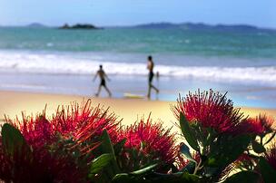 beach-in-new-zealand-with-pohutukawa-flowers