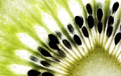 Close up of a Kiwi