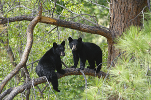 Black Bears in Great Smoky Mountain National Park
