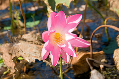A flowering water lily