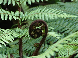 growing-fern-new-zealand