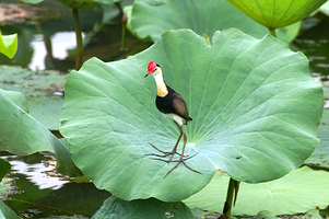 A jicana walks on a leaf in Kakadu