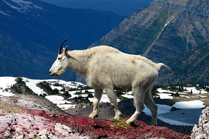 A Mountain Goat in Glacier