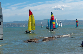 Sailing Hobie Cats in New Zealand