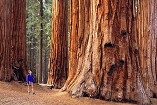 redwoods hike