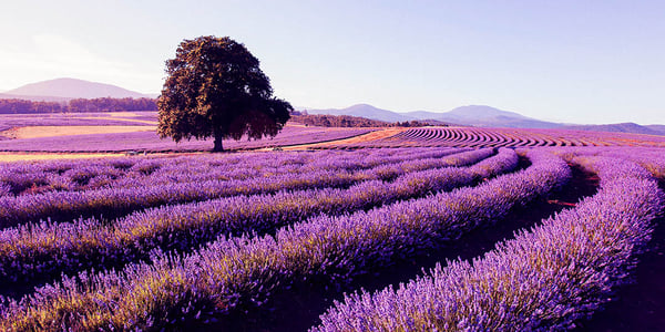 lavender-farm-tasmania-locum-tenens.jpg