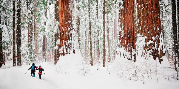 sequoia-national-park-winter-gmedical-istock.jpg